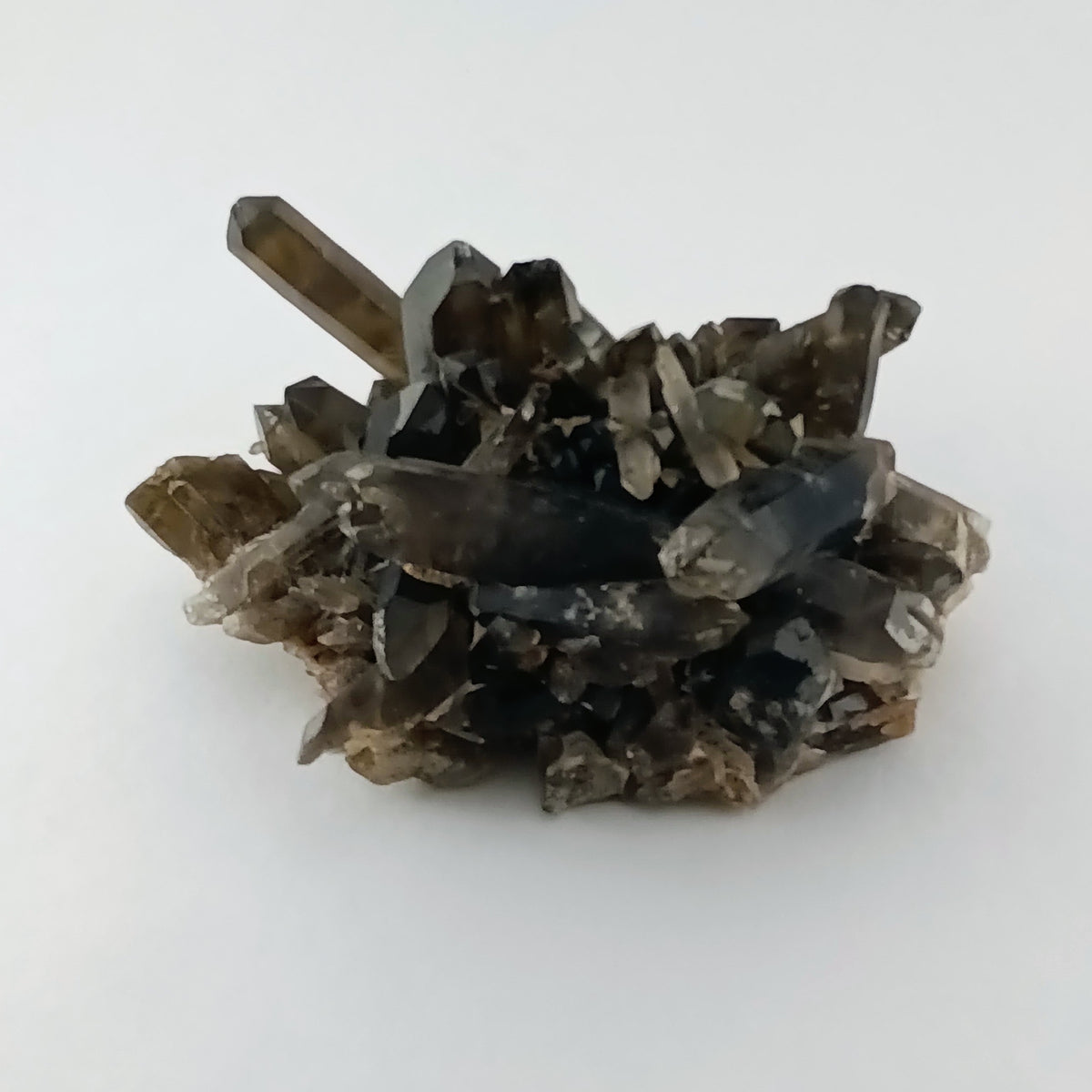 Smoky Quartz on Feldspar — Collector Cluster